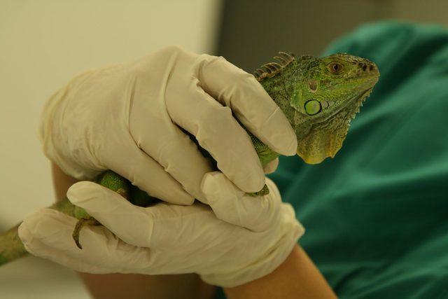 Evin bahçesindeki iguana, ekipler tarafından yakalandı