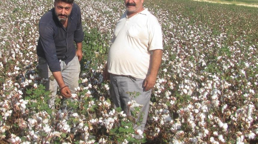 Araban&rsquo;da pamuk hasadına başlandı