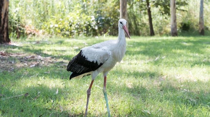 Yaralı leylek kışı Tarsus Hayvan Parkı&rsquo;nda ge&ccedil;irecek