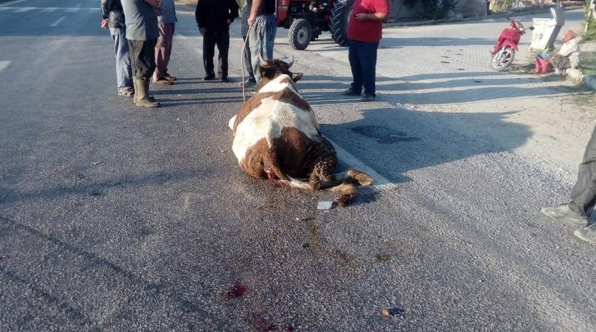 Beyşehir&rsquo;de hafriyat kamyonu yola &ccedil;ıkan ineğe &ccedil;arptı