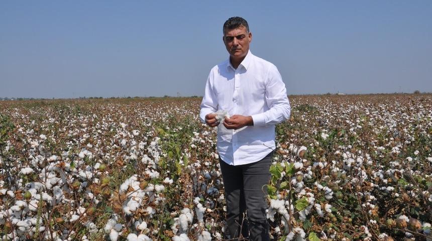 Beyaz altında buruk hasat