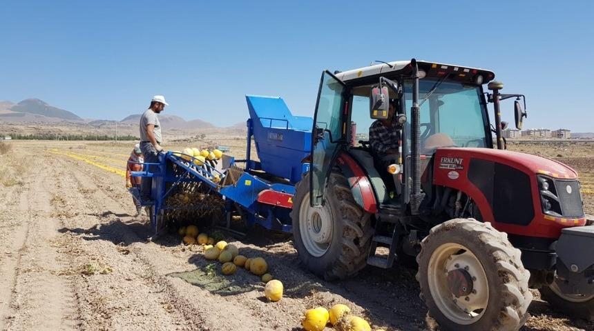 Develi&rsquo;de Kabak &Ccedil;ekirdeği Hasadı Başladı