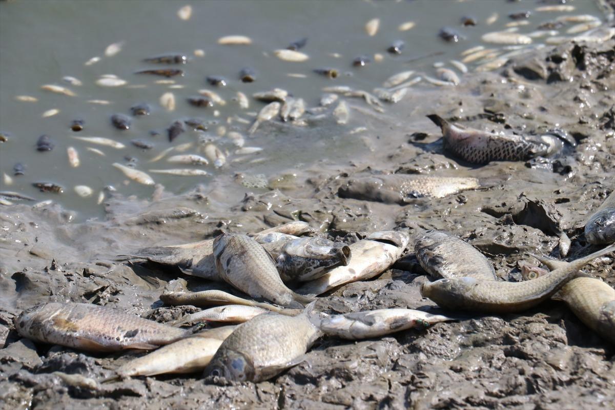 Kırklareli'nde g&ouml;letteki sular &ccedil;ekildik&ccedil;e telef olan balık sayısı artıyor
