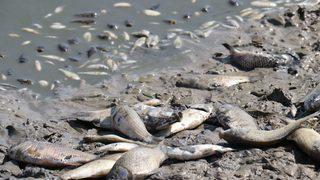 Kırklareli'nde göletteki sular çekildikçe telef olan balık sayısı artıyor