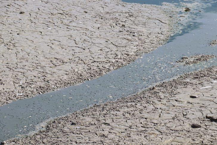 Kırklareli'nde göletteki sular çekildikçe telef olan balık sayısı artıyor G3