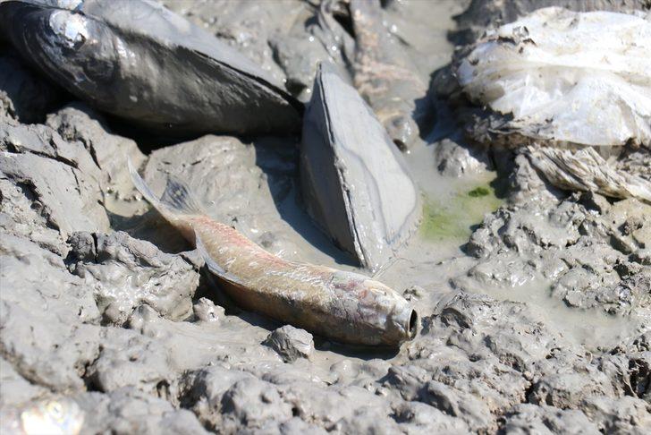 Kırklareli'nde göletteki sular çekildikçe telef olan balık sayısı artıyor G4