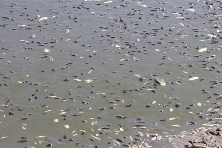 Kırklareli'nde göletteki sular çekildikçe telef olan balık sayısı artıyor G5