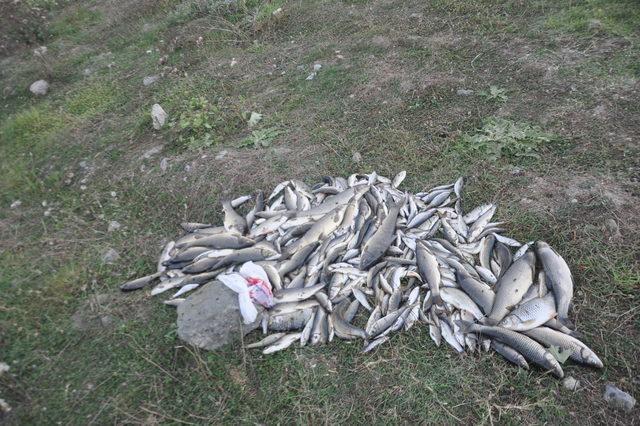 Akyazı’da balık ölümleri