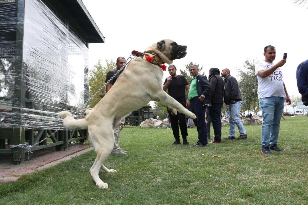 Konya&rsquo;da &ccedil;oban k&ouml;pekleri yarıştı