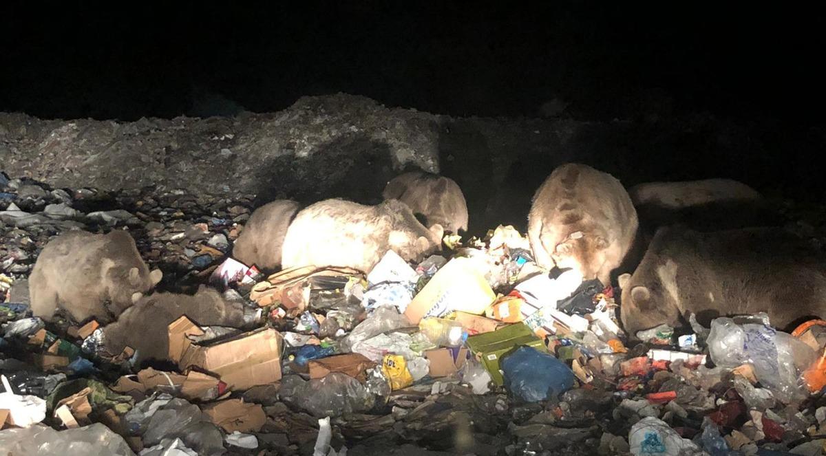 Sarıkamış&rsquo;ta boz ayı ailesi g&ouml;r&uuml;nt&uuml;lendi