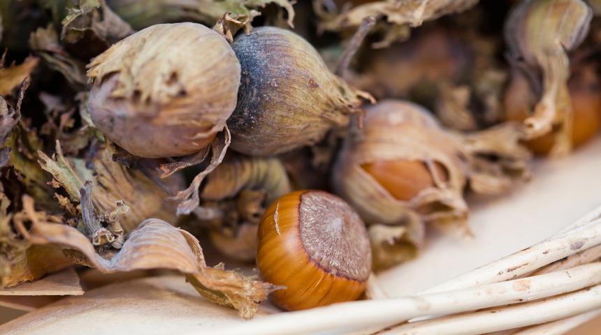 Fındık yaraları da iyileştiriyor