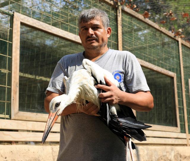 'Kınalı' leylek, 5 ay sonra özgürlüğe kanat çırptı