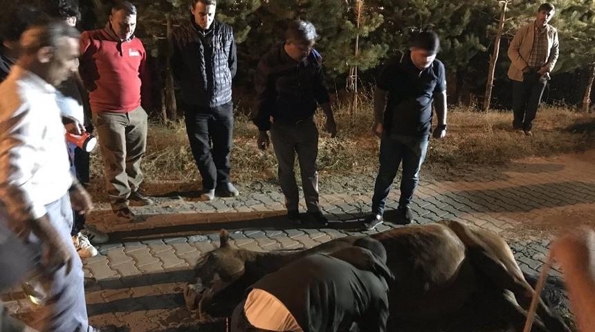 Muş Belediyesi ekiplerinin 3 saatlik at kurtarma operasyonu