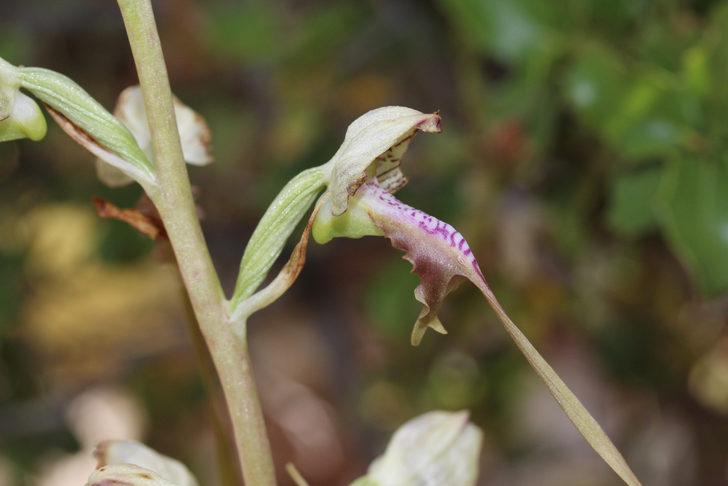 Türkiye'deki 5 antik kentin 5 antik bitkisi koruma altına alınıyor G1