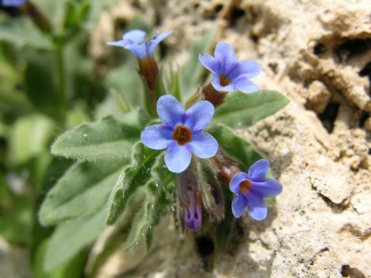 Türkiye'deki 5 antik kentin 5 antik bitkisi koruma altına alınıyor G2