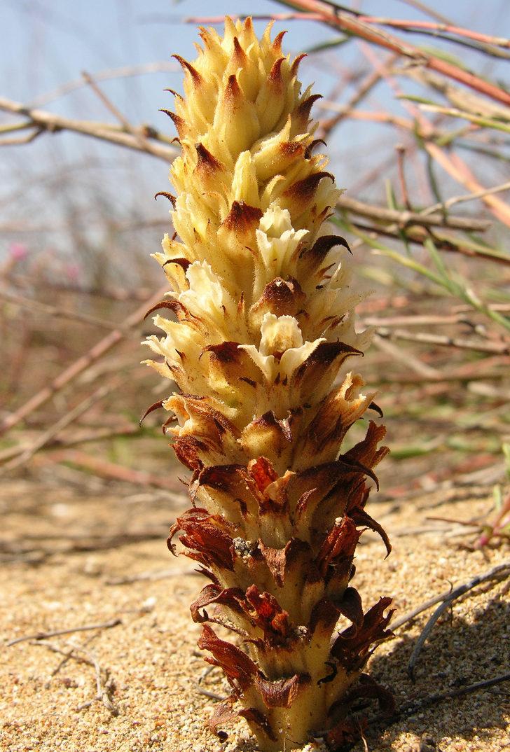 Türkiye'deki 5 antik kentin 5 antik bitkisi koruma altına alınıyor G4