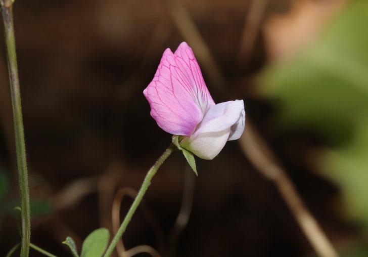 Türkiye'deki 5 antik kentin 5 antik bitkisi koruma altına alınıyor G5