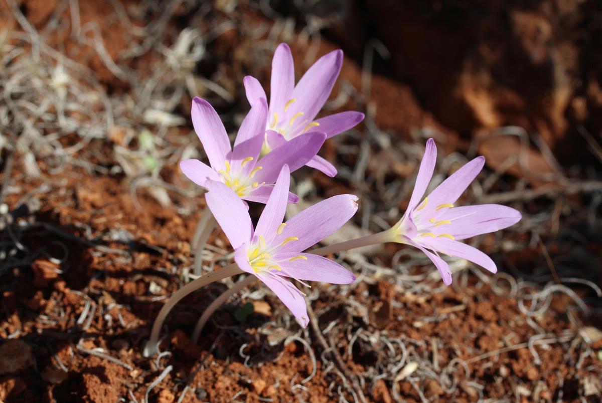 T&uuml;rkiye'deki 5 antik kentin 5 antik bitkisi koruma altına alınıyor