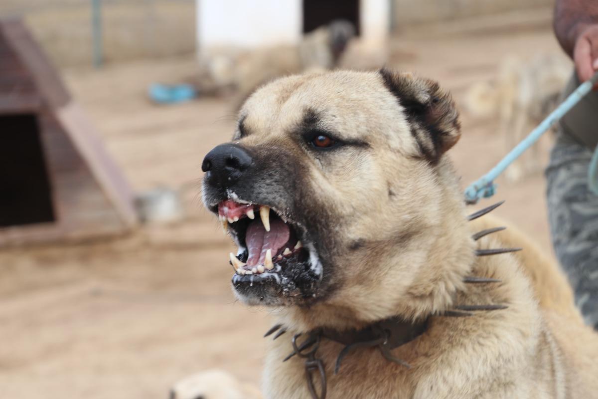 Kangallara yeni g&ouml;rev! Sınırlarda kullanılacak