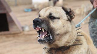 Kangallara yeni görev! Sınırlarda kullanılacak
