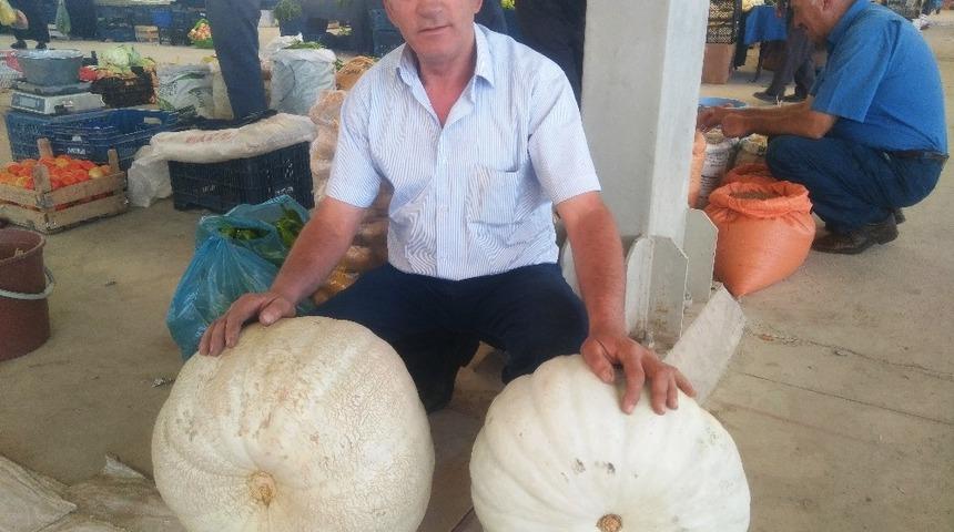 Dev bal kabaklarını satmakta zorlanıyor