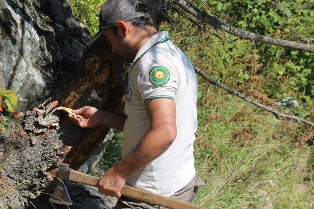 Terminatör böcekler Sekiz Dişli’ye karşı