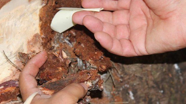 Terminatör böcekler Sekiz Dişli’ye karşı