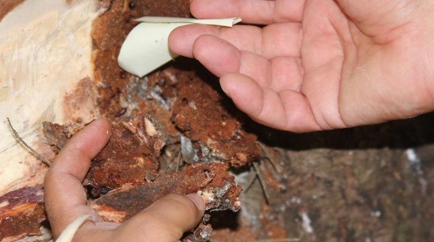 Terminat&ouml;r b&ouml;cekler Sekiz Dişli&rsquo;ye karşı