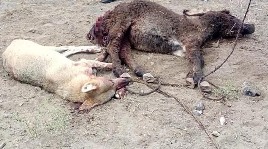 Anne eşeğin intikamı acı oldu