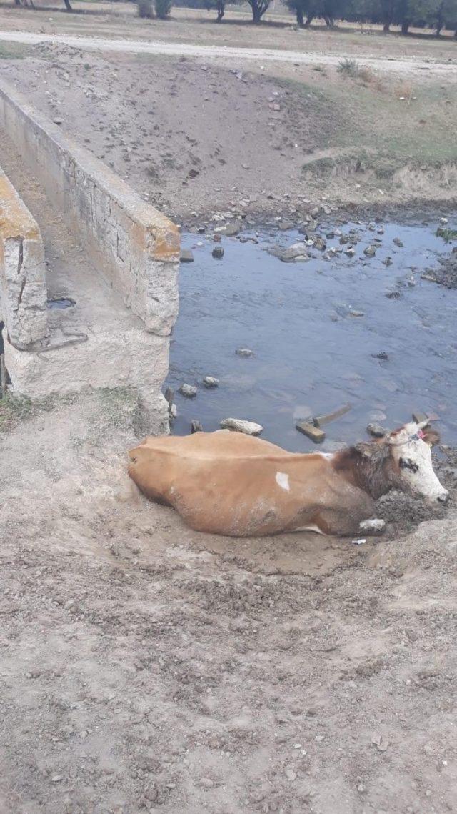 Bataklığa saplanan inekler kurtarıldı