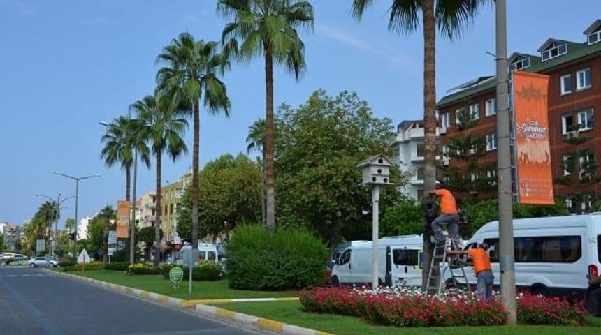 Büyükşehir’den kırmızı palmiye böceği mücadelesi