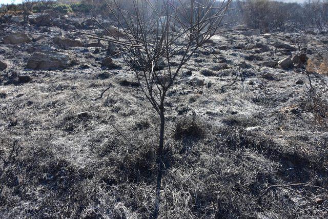 Bodrum'da 10 hektar yandı; yeşil siyaha büründü