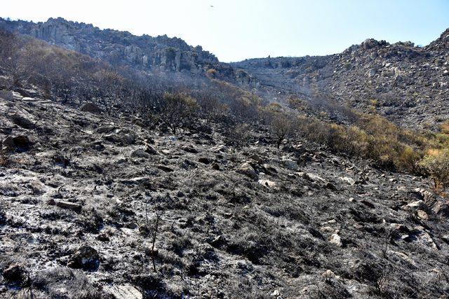 Bodrum'da 10 hektar yandı; yeşil siyaha büründü