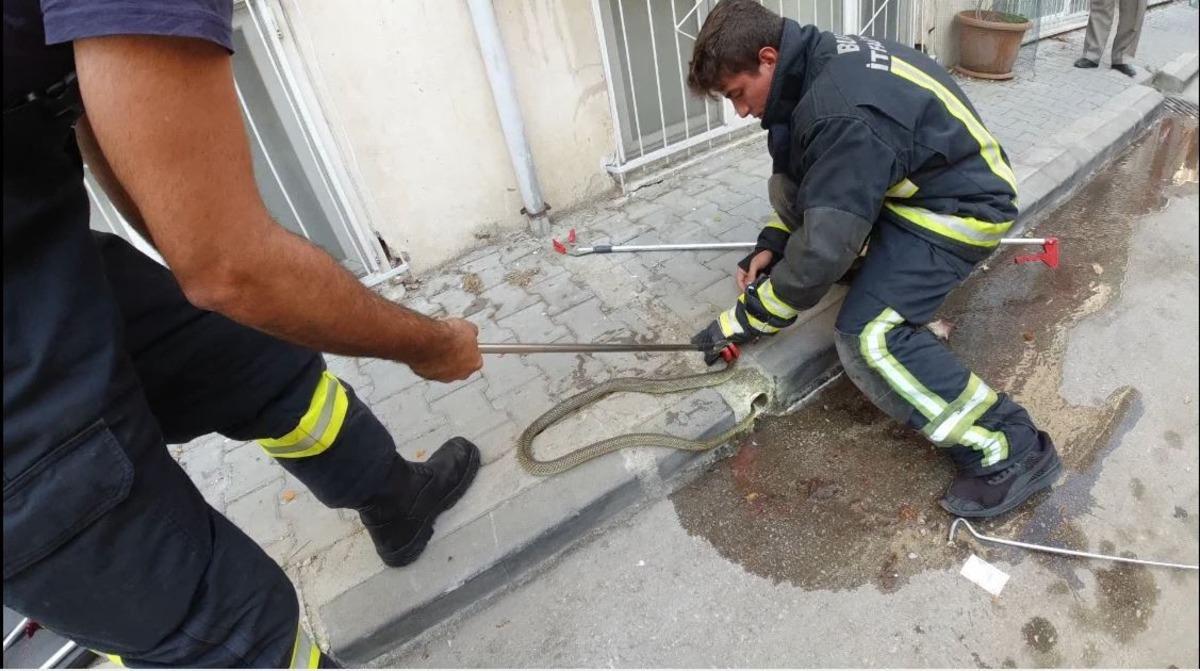 Bursa'da mahallede yılan operasyonu! 