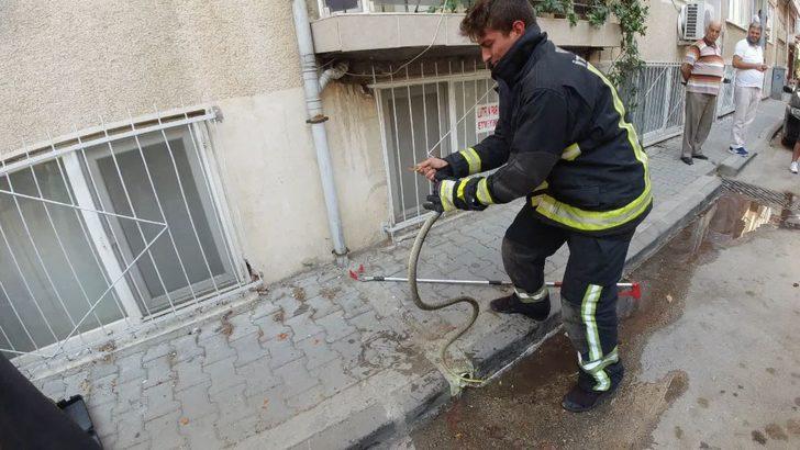 Bursa'da mahallede yılan operasyonu!  G2