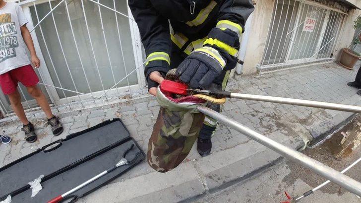 Bursa'da mahallede yılan operasyonu!  G4