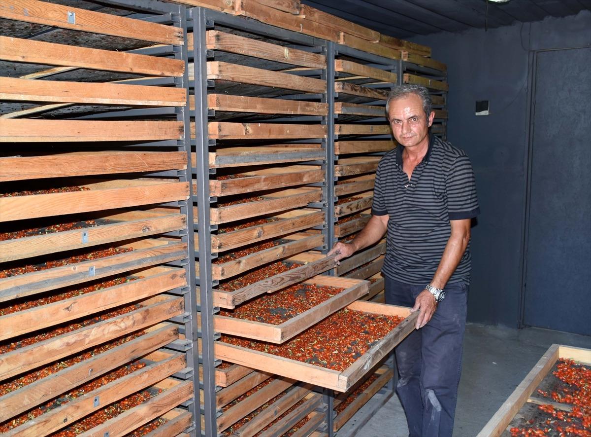 Aksaray'dan Avrupa &uuml;lkelerine 'goji berry' g&ouml;nderiyor