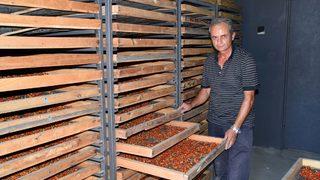 Aksaray'dan Avrupa ülkelerine 'goji berry' gönderiyor