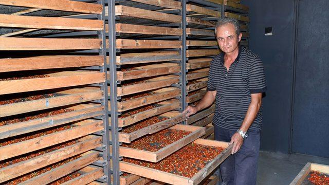 Aksaray'dan Avrupa ülkelerine 'goji berry' gönderiyor