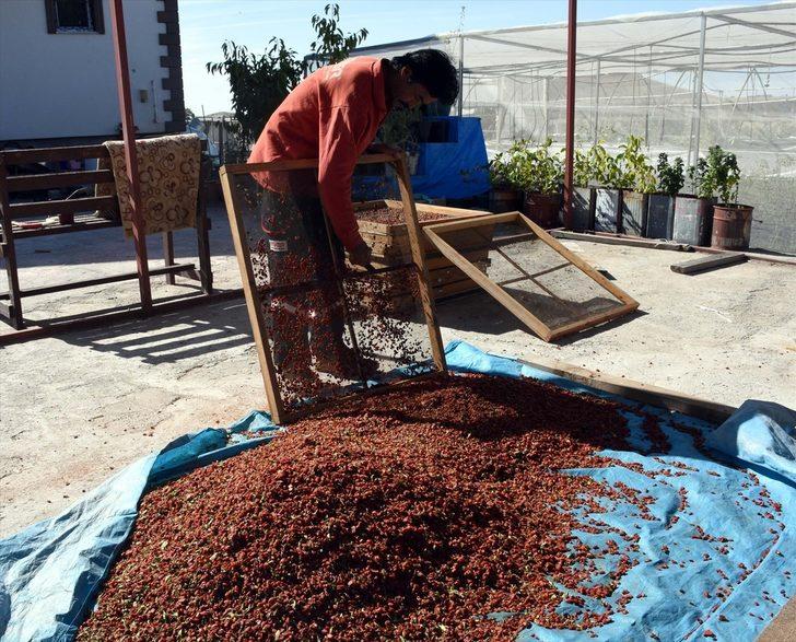 Aksaray'dan Avrupa ülkelerine 'goji berry' gönderiyor G1