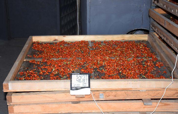 Aksaray'dan Avrupa ülkelerine 'goji berry' gönderiyor G2