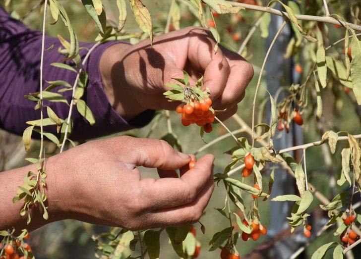 Aksaray'dan Avrupa ülkelerine 'goji berry' gönderiyor G4