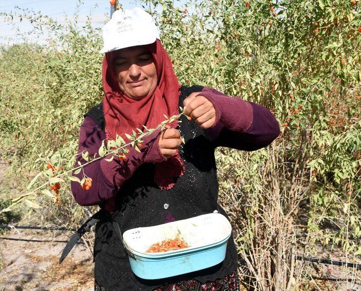 Aksaray'dan Avrupa ülkelerine 'goji berry' gönderiyor G5