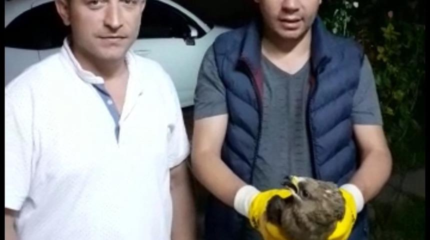 Yaralı kızıl şahin sağlığına kavuştu