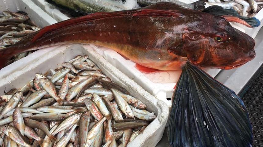 Yıllar sonra ağlara takılan kırlangıç balığı şaşırttı