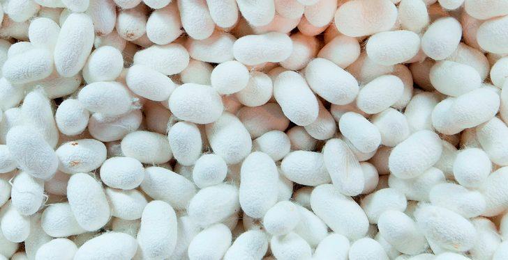 Turizme ipek böceği katkısı G3