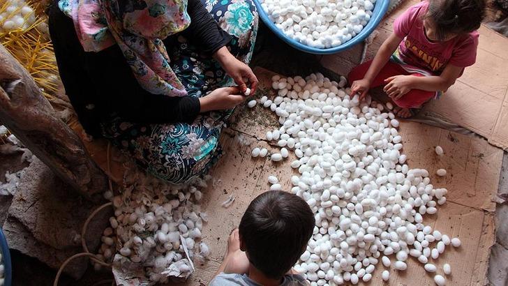 Turizme ipek böceği katkısı G4