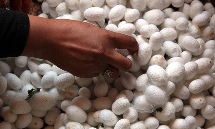 Turizme ipek böceği katkısı G5