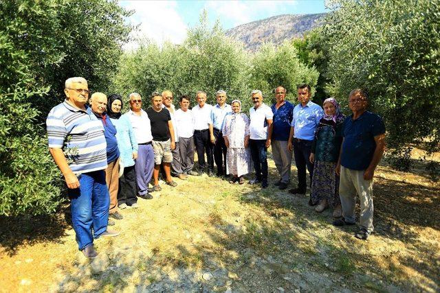 Zeytinde halkalı leke mücadelesi sonuç verdi