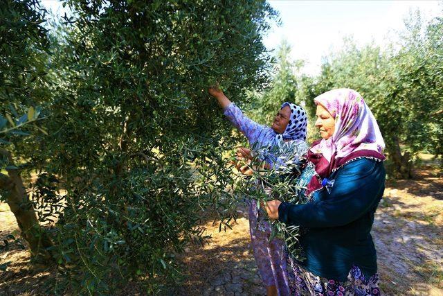 Zeytinde halkalı leke mücadelesi sonuç verdi